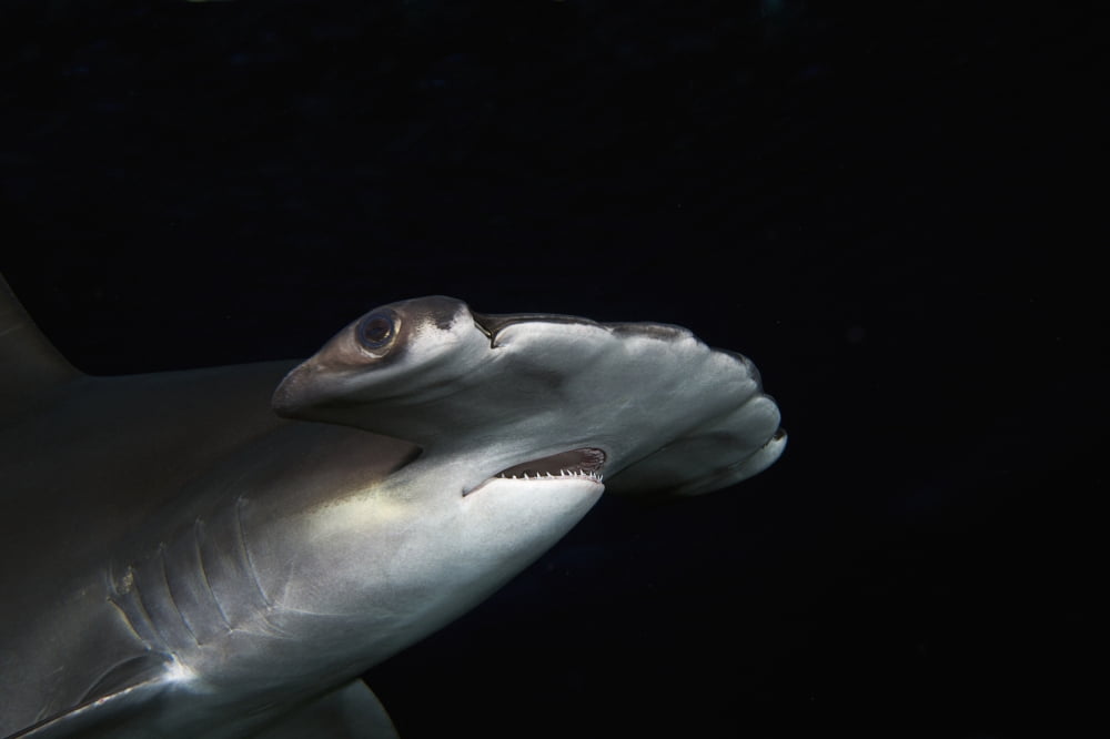 Posterazzi Hawaii Scalloped hammerhead shark (Sphyrna lewini) on the ocean floor Canvas Art - Dave Fleetham Design Pics (38 x 24)