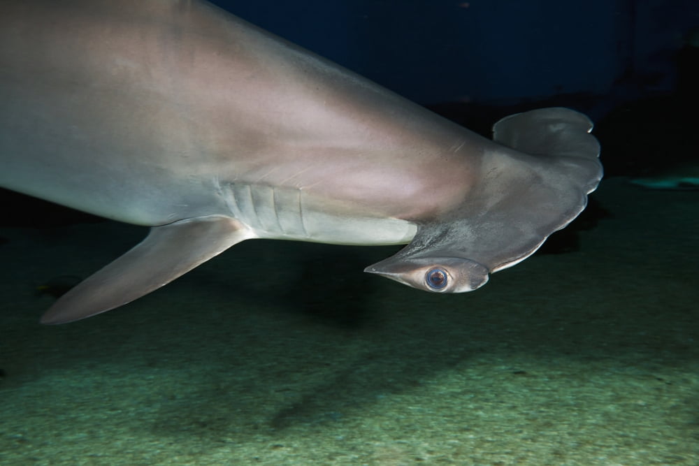 Posterazzi Hawaii Scalloped hammerhead shark (Sphyrna lewini) on the ocean floor Canvas Art - Dave Fleetham  Design Pics (38 x 24)