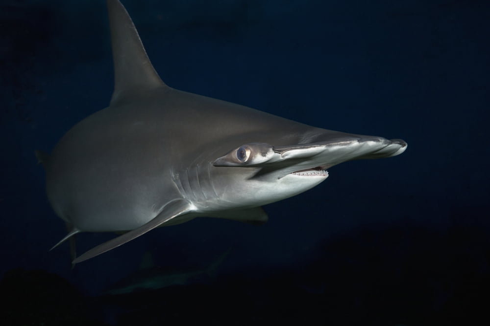 Posterazzi Hawaii Scalloped hammerhead shark (Sphyrna lewini) on the ocean floor Canvas Art - Dave Fleetham Design Pics (38 x 24)