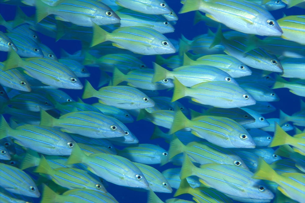 Posterazzi Hawaii School Of Blue Stripe Snapper (Lutjanus Kasmira) Side View A84H Canvas Art - Ed Robinson Design Pics (38 x 24)