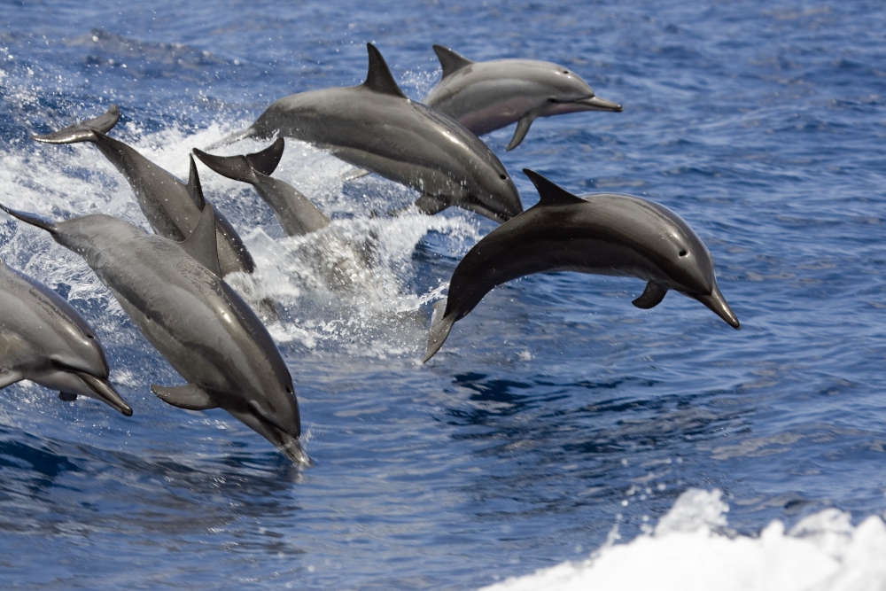 Posterazzi Hawaii Seven Spinner Dolphin (Stenella Longirostris) Leap Into The Air At The Same Time Canvas Art - Dave Fleetham Design Pics (34 x 22)