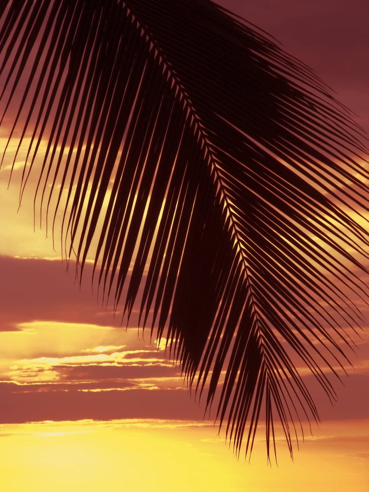Posterazzi Hawaii Silhouette Of Palm Frond Against Orange Sunset Canvas Art - Ron Dahlquist Design Pics (26 x 34)
