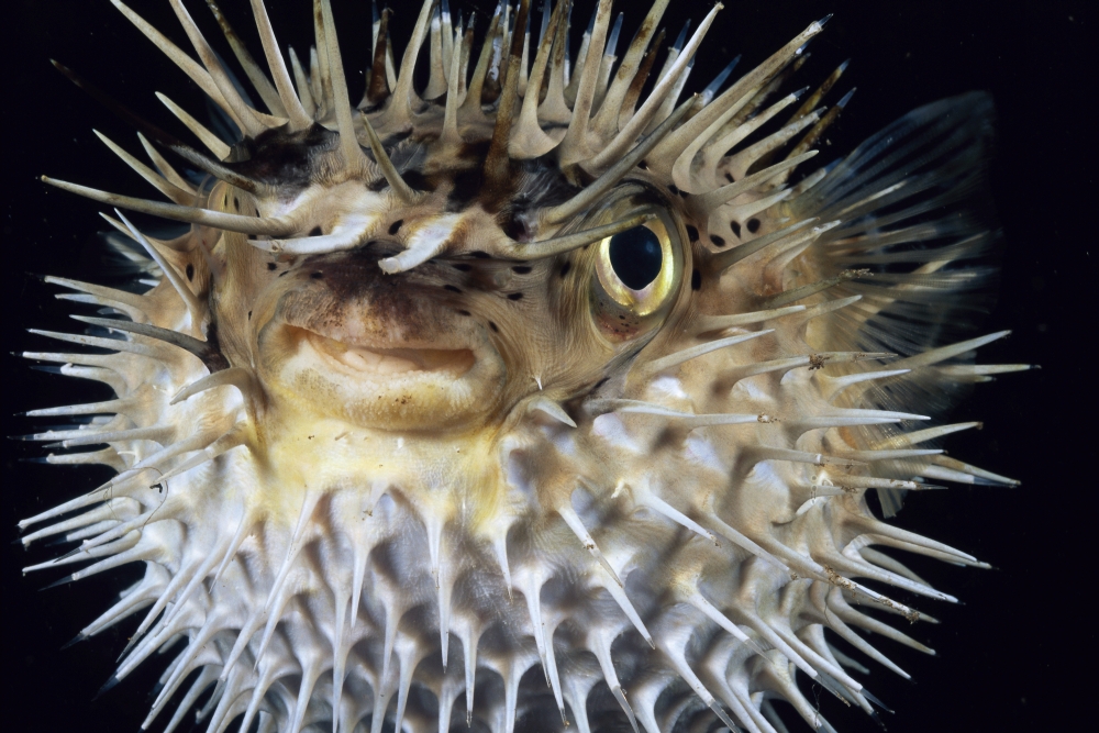 Posterazzi Hawaii Spiny Puffer (Diodon Holocanthus) Close-Up With Mouth Open Black Background Canvas Art - Dave Fleetham Design Pics (38 x 24)
