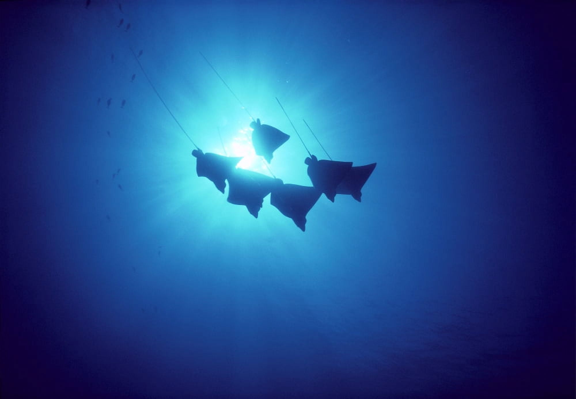 Posterazzi Hawaii Spotted Eagle Leopard Rays Silhouetted Near Surface (Aetobatus Narinari) A86G Canvas Art - Ed Robinson Design Pics (36 x 26)