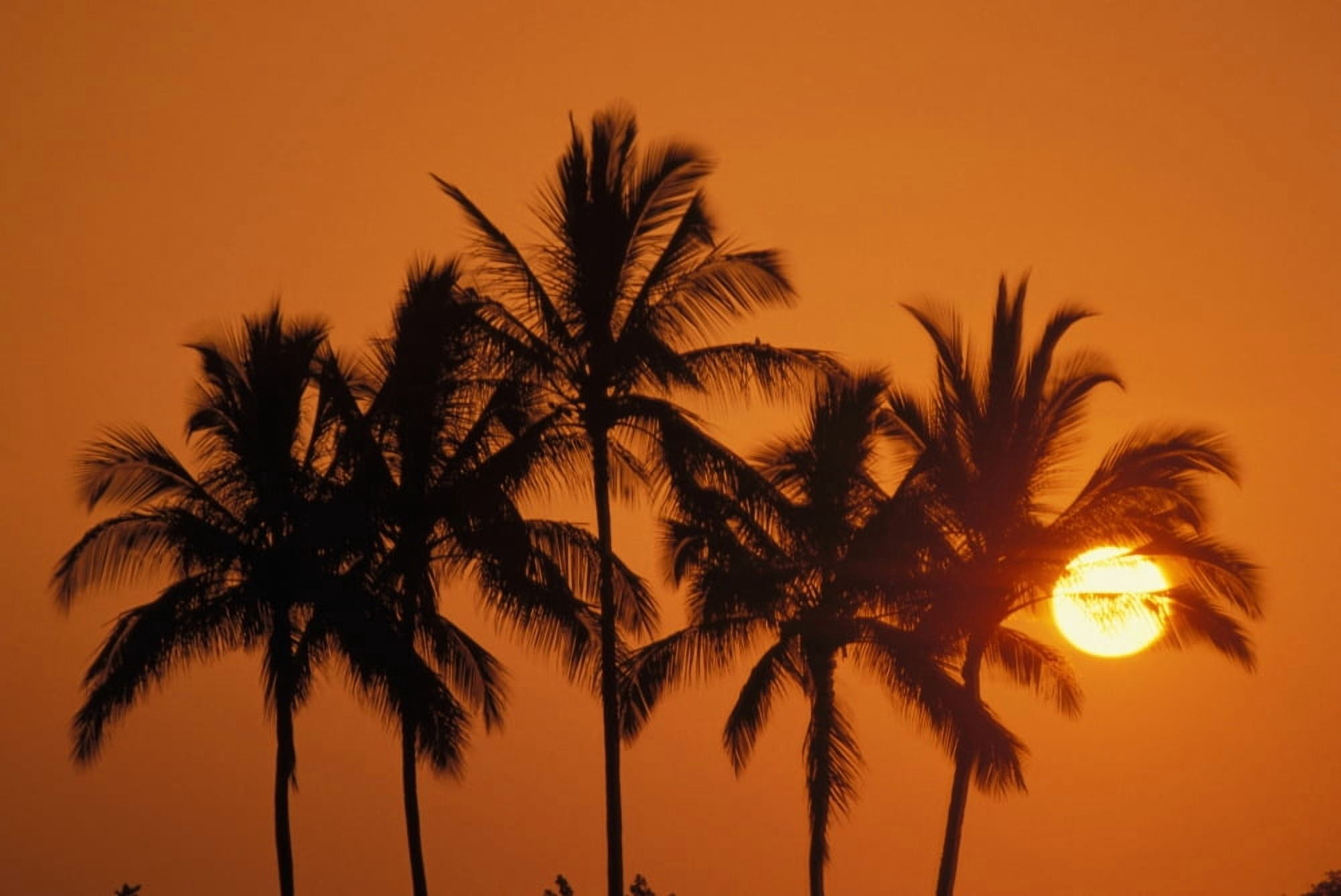 Posterazzi Hawaii Sunset Cluster Of Palm Trees Sun Ball Canvas Art - Joe Carini Design Pics (34 x 22)