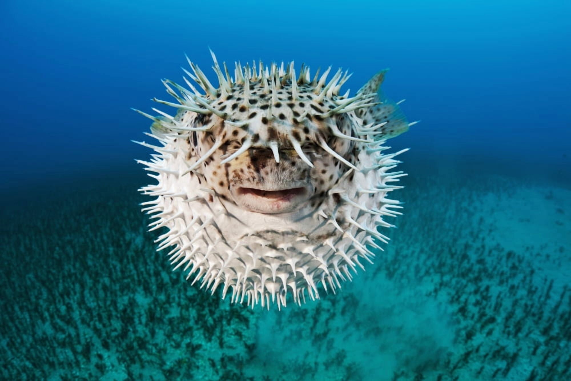 Posterazzi Hawaii The spotted porcupinefish (Diodon hystrix) floating in deep blue pacific waters Canvas Art - Dave Fleetham Design Pics (36 x 24)