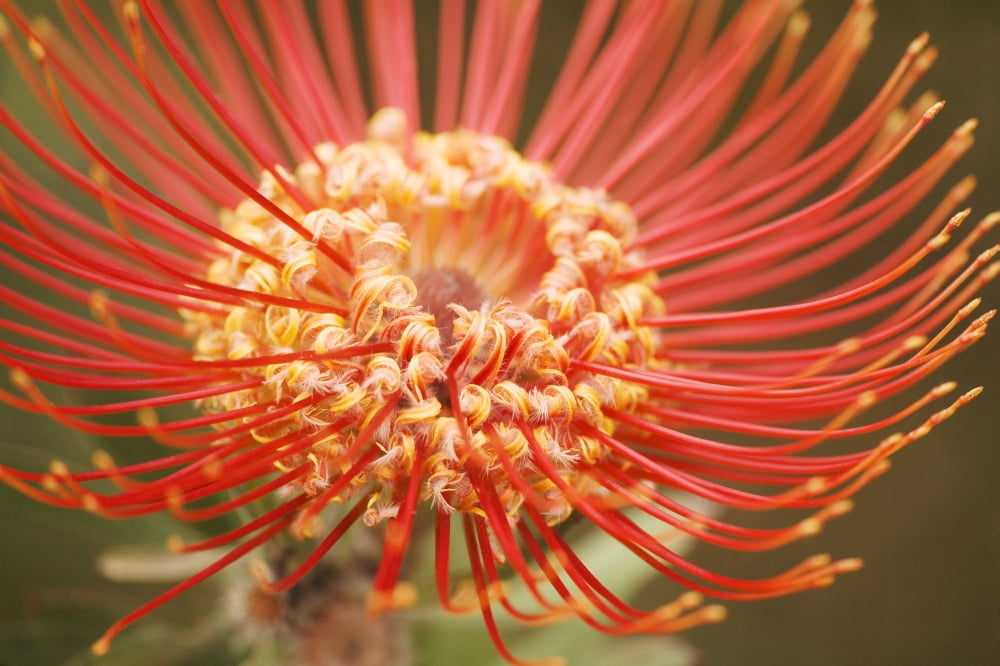 Posterazzi Hawaii Upcountry Maui Extreme Close-Up Of Red Pin Cushion Protea Canvas Art - Ron Dahlquist Design Pics (34 x 22)