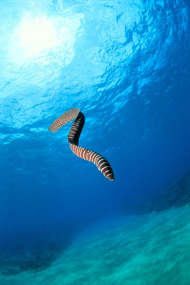 Posterazzi Hawaii Zebra Moral Eel (Gymnomuraena Zebra) Swims Midwater With Sunburst Canvas Art - Ed Robinson Design Pics (24 x 38)