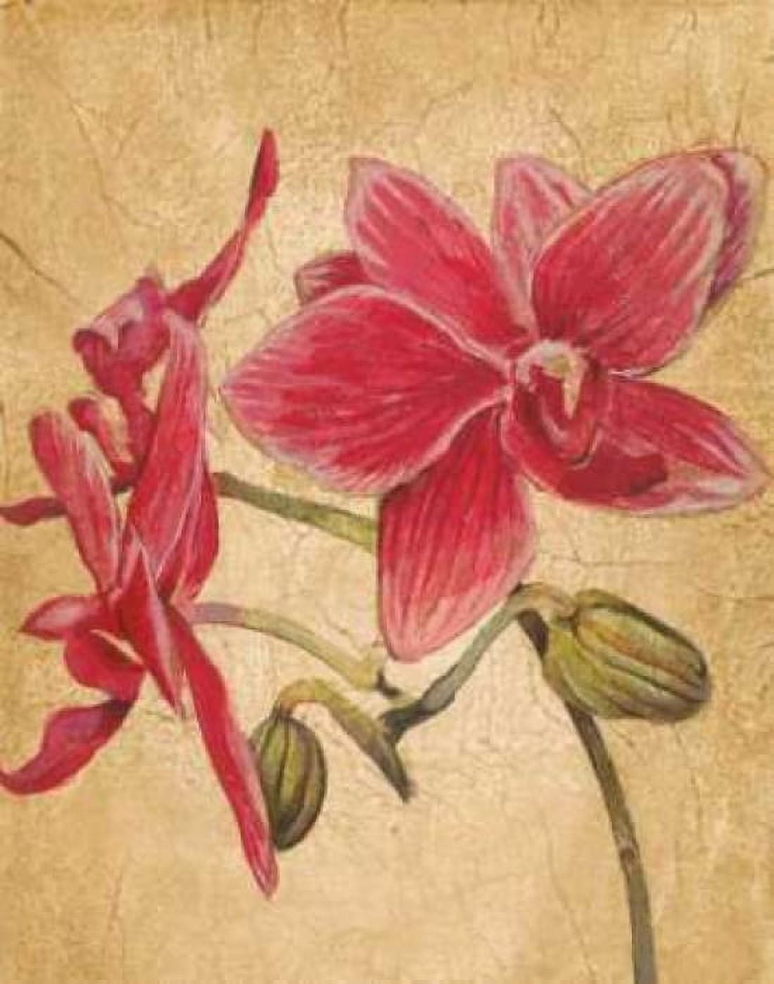 Posterazzi HawaiianTropics II Canvas Art - Liz Jardine (22 x 28)