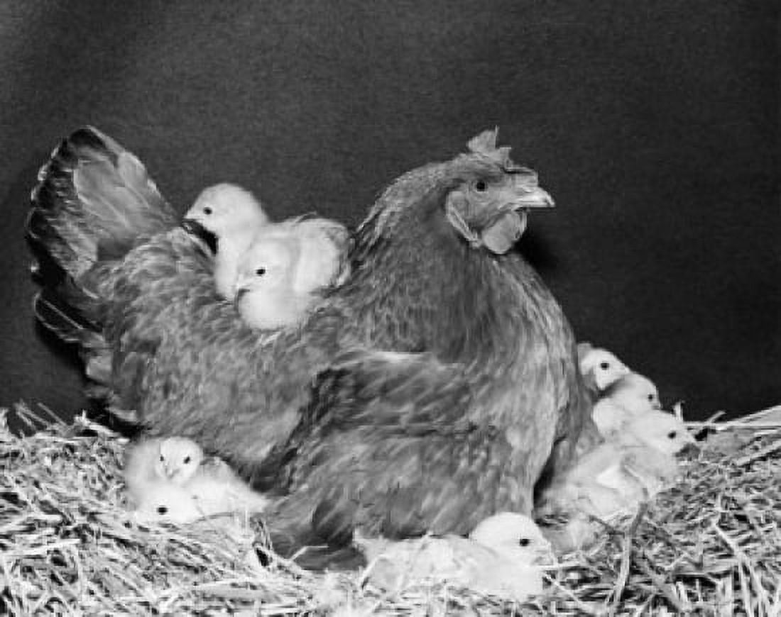 Posterazzi Hen with its chicks Canvas Art -  (24 x 36)