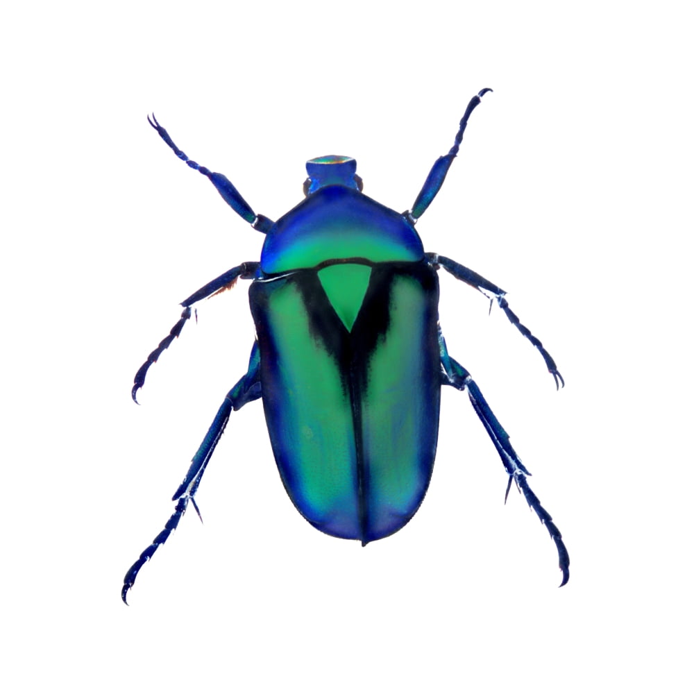 Posterazzi Henry Lin Blue And Green Beetle Canvas Art - Henry Lin Design Pics (24 x 24)