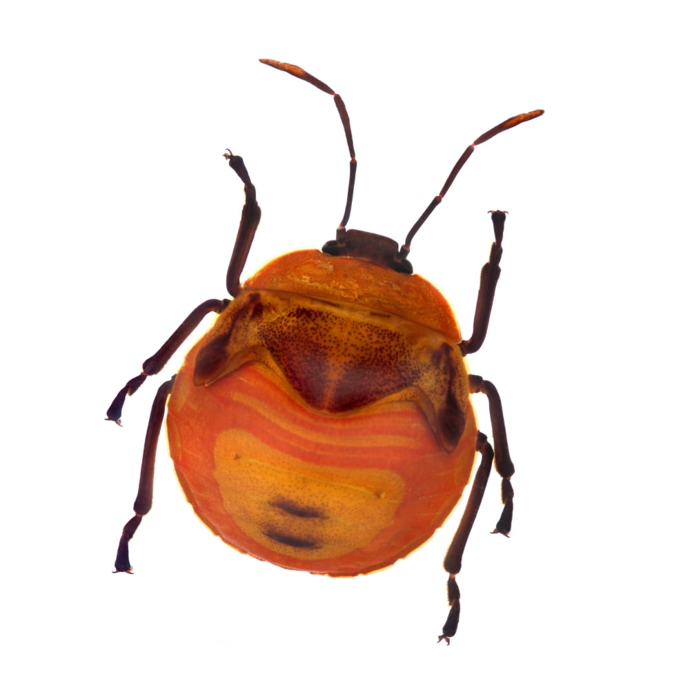 Posterazzi Henry Lin Orange Stink Beetle Canvas Art - Henry Lin Design Pics (24 x 24)