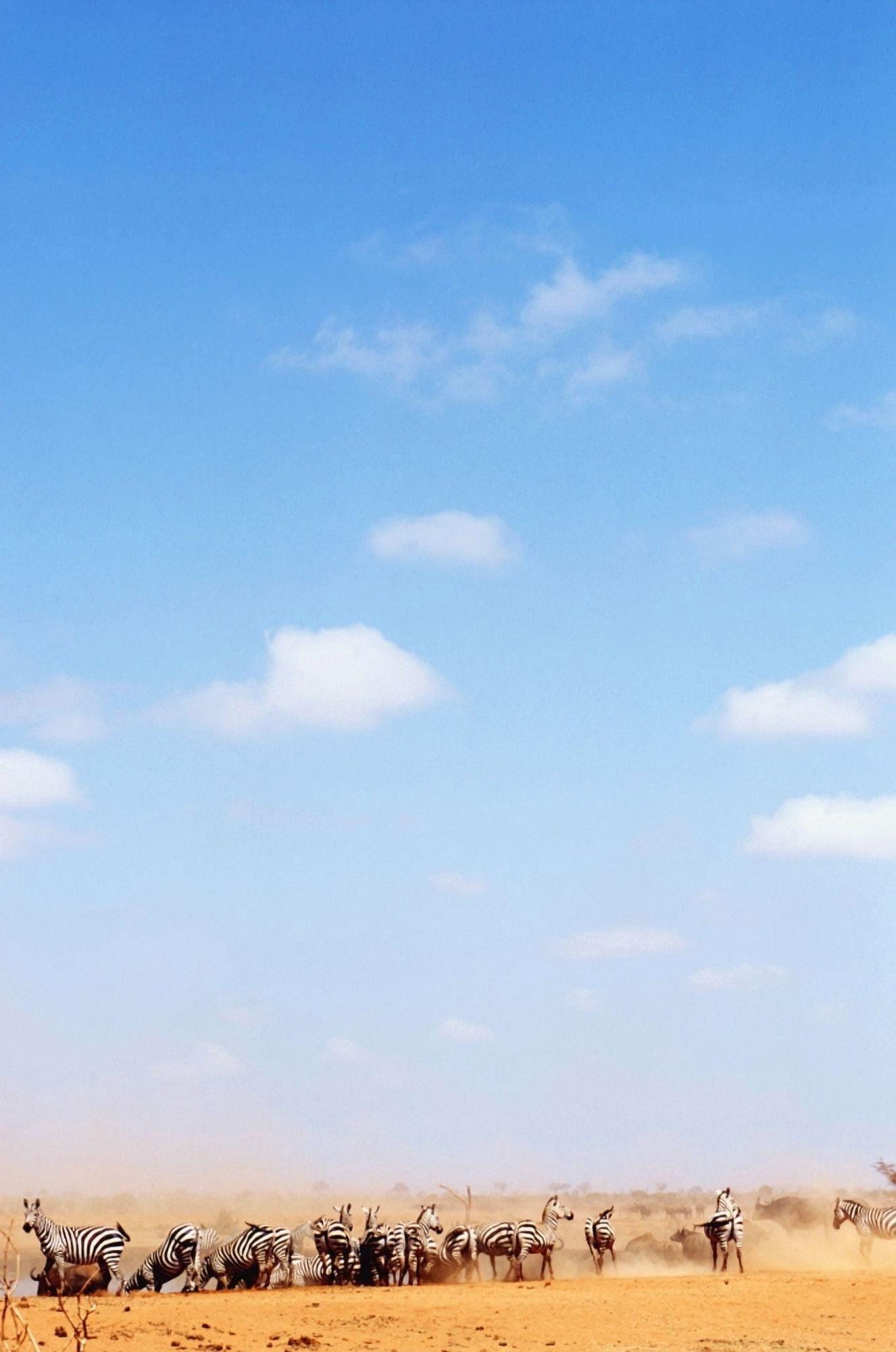 Posterazzi Herd Of Zebras In Dusty Scrubland Canvas Art - Steve Benbow Design Pics (24 x 38)