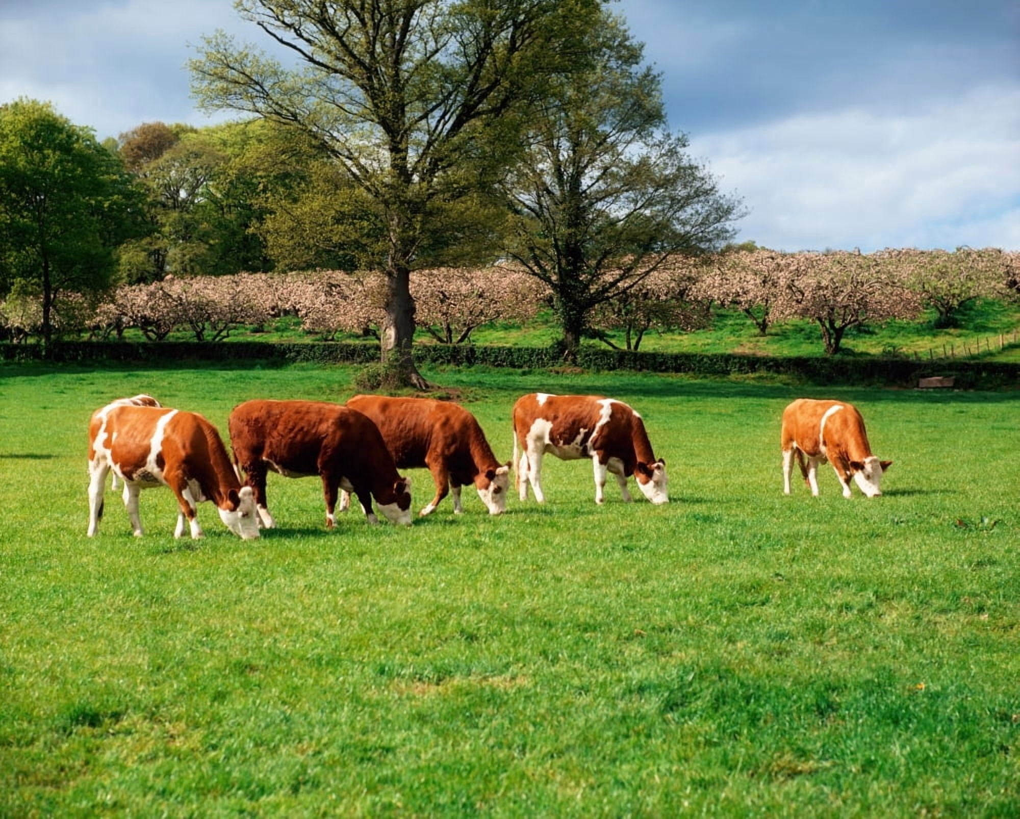 Posterazzi Hereford Bullocks Canvas Art - The Irish Image Collection Design Pics (34 x 26)