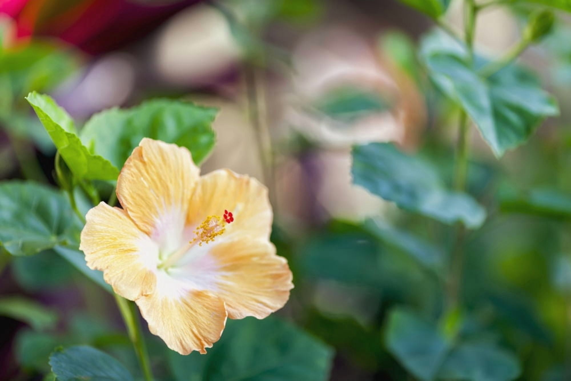 Posterazzi Hibiscus Wailua Kauai Hawaii United States of America Canvas Art - Ian Ludwig Design Pics (38 x 24)