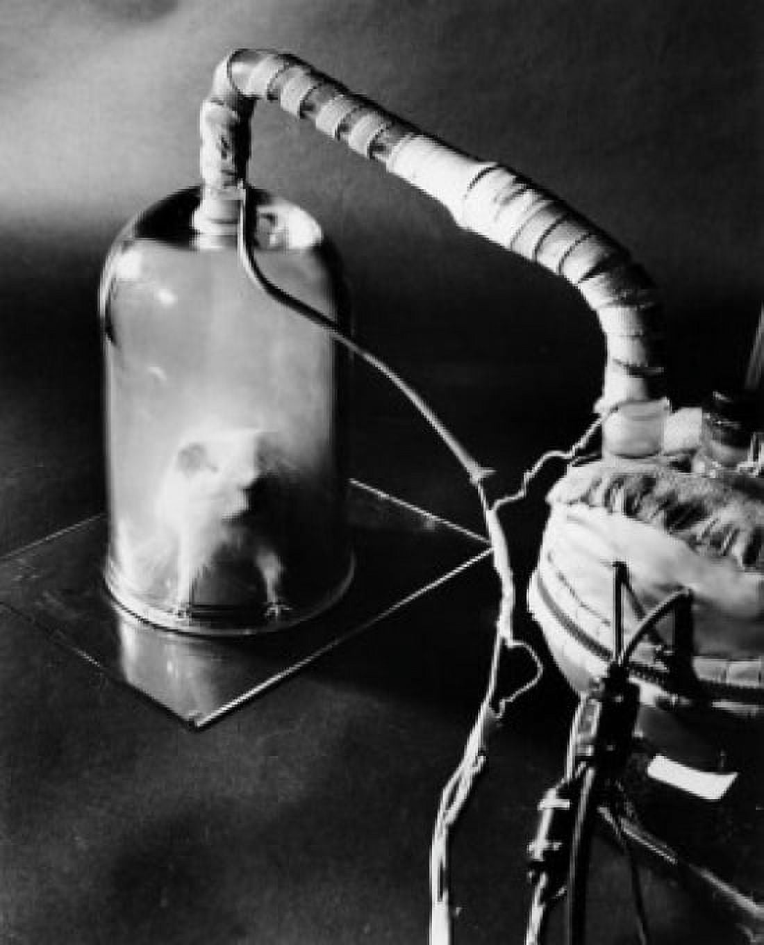 Posterazzi High angle view of a guinea pig used in a scientific experiment in a toxicology laboratory Canvas Art - (24 x 36)
