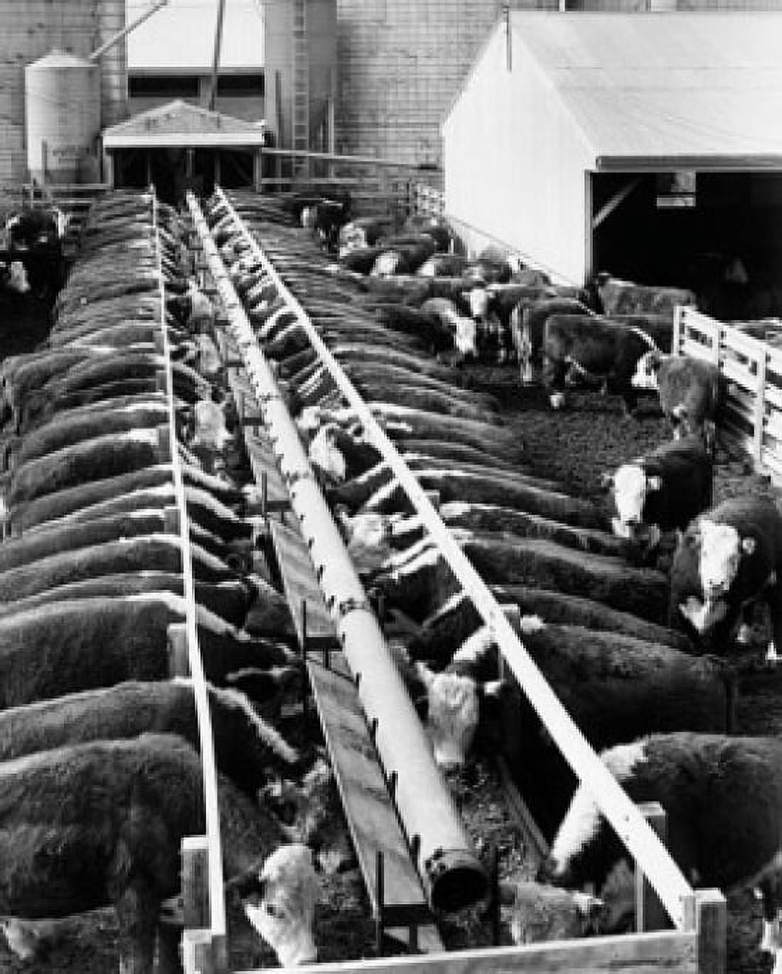 Posterazzi High angle view of a herd of cows feeding in a dairy farm Canvas Art -  (24 x 36)
