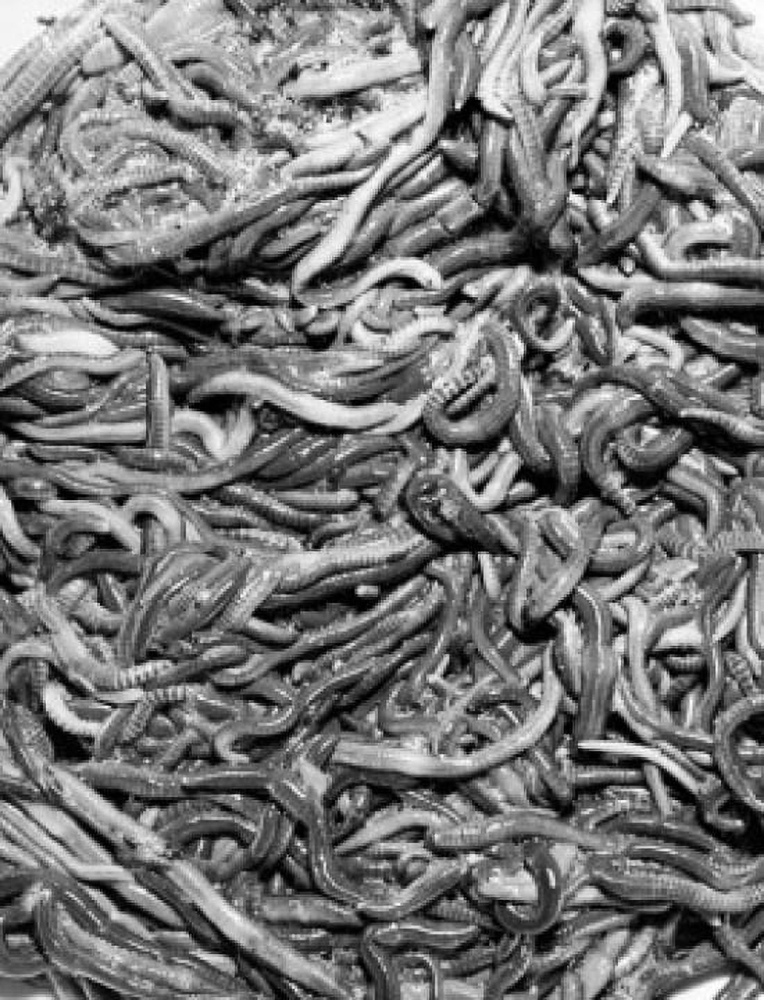 Posterazzi High angle view of worms Canvas Art - (24 x 36)