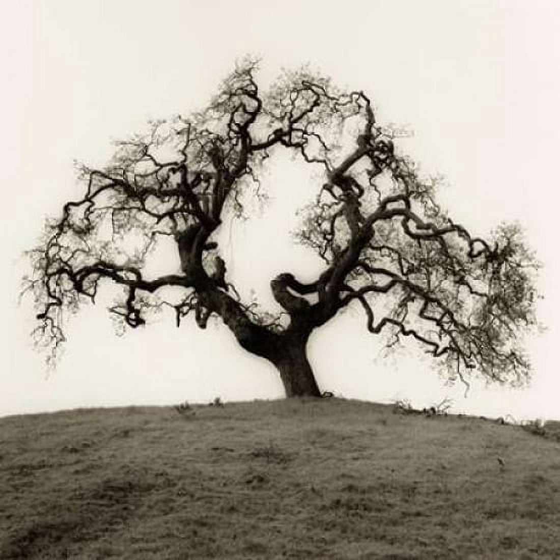 Posterazzi Hillside Oak Tree Canvas Art - Alan Blaustein (24 x 24)
