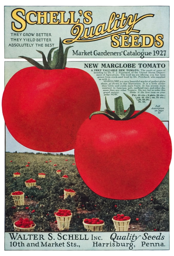 Posterazzi Historic Schells seed catalog with illustration of Marglobe tomato from 20th century Canvas Art - Remsberg Inc Design Pics (24 x 36)
