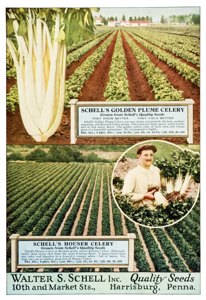 Posterazzi Historic Walter S Schell seed catalog from 20th century Canvas Art - Remsberg Inc Design Pics (24 x 36)