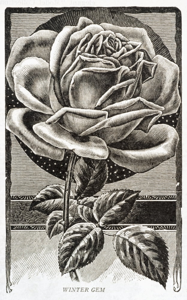 Posterazzi Historic illustration of Winter Gem Rose from 20th century Canvas Art - Remsberg Inc Design Pics (24 x 38)
