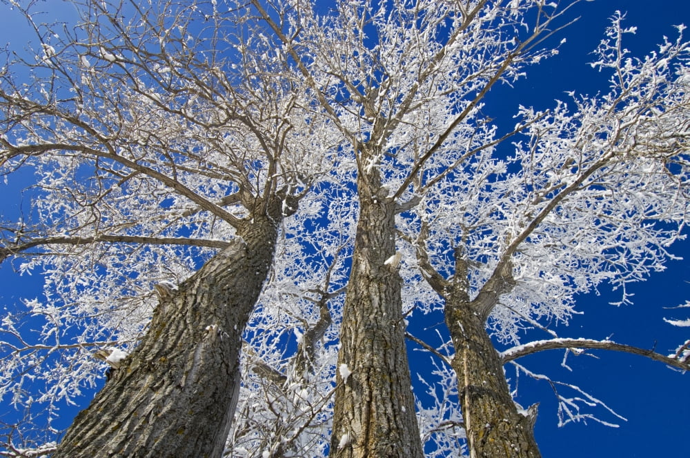 Posterazzi Hoarfrost On Cottonwood Trees Dugald Manitoba Canvas Art - Mike Grandmaison Design Pics (34 x 22)