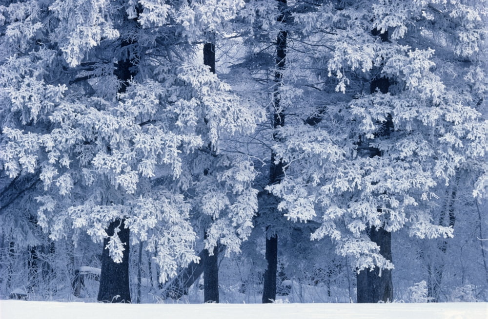 Posterazzi Hoarfrost On Trees In Winter Birds Hill Provincial Park Manitoba Canvas Art - Mike Grandmaison Design Pics (34 x 22)