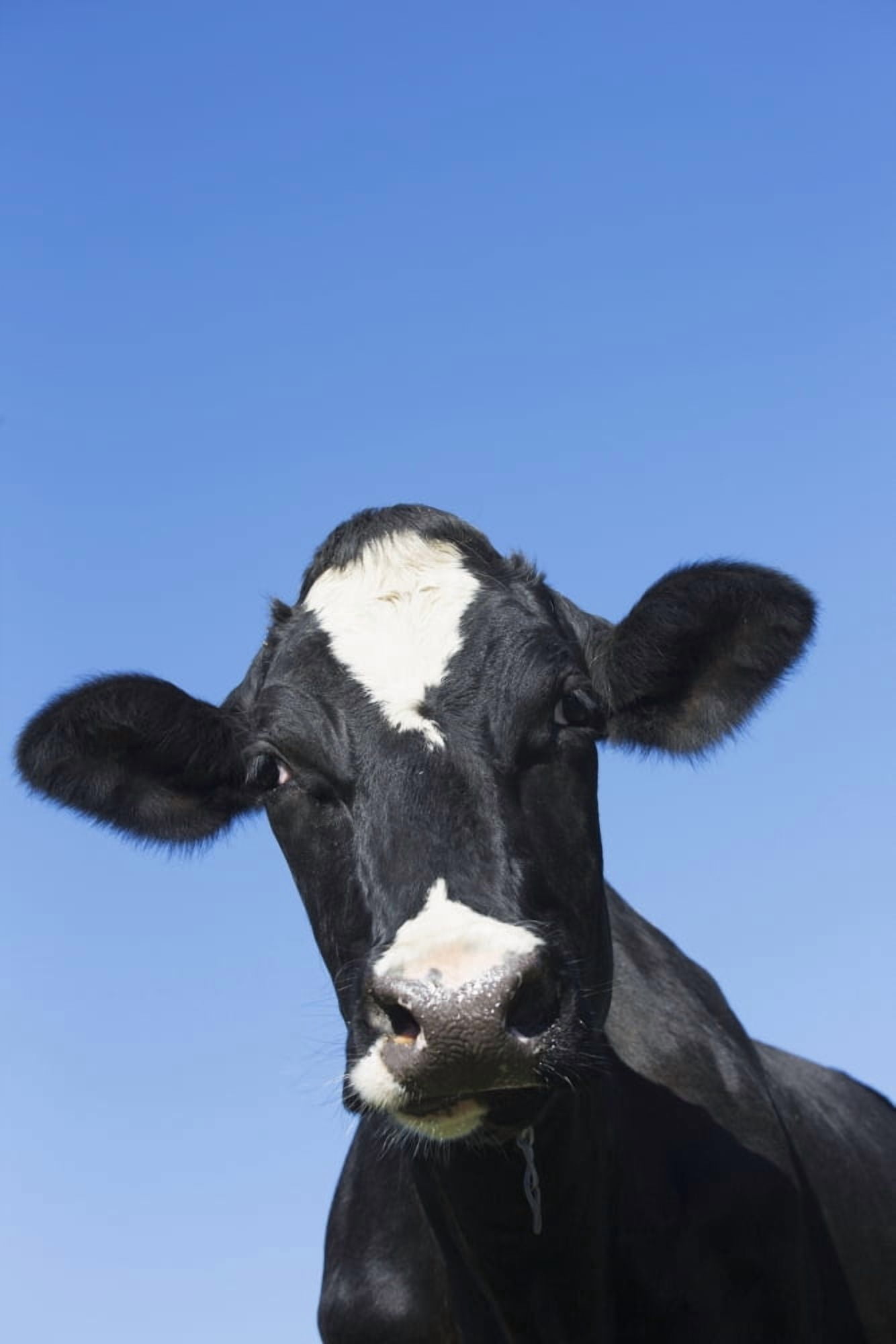 Posterazzi Holstein dairy cow Granby Connecticut United States of America Canvas Art - Lynn Stone Design Pics (24 x 38)