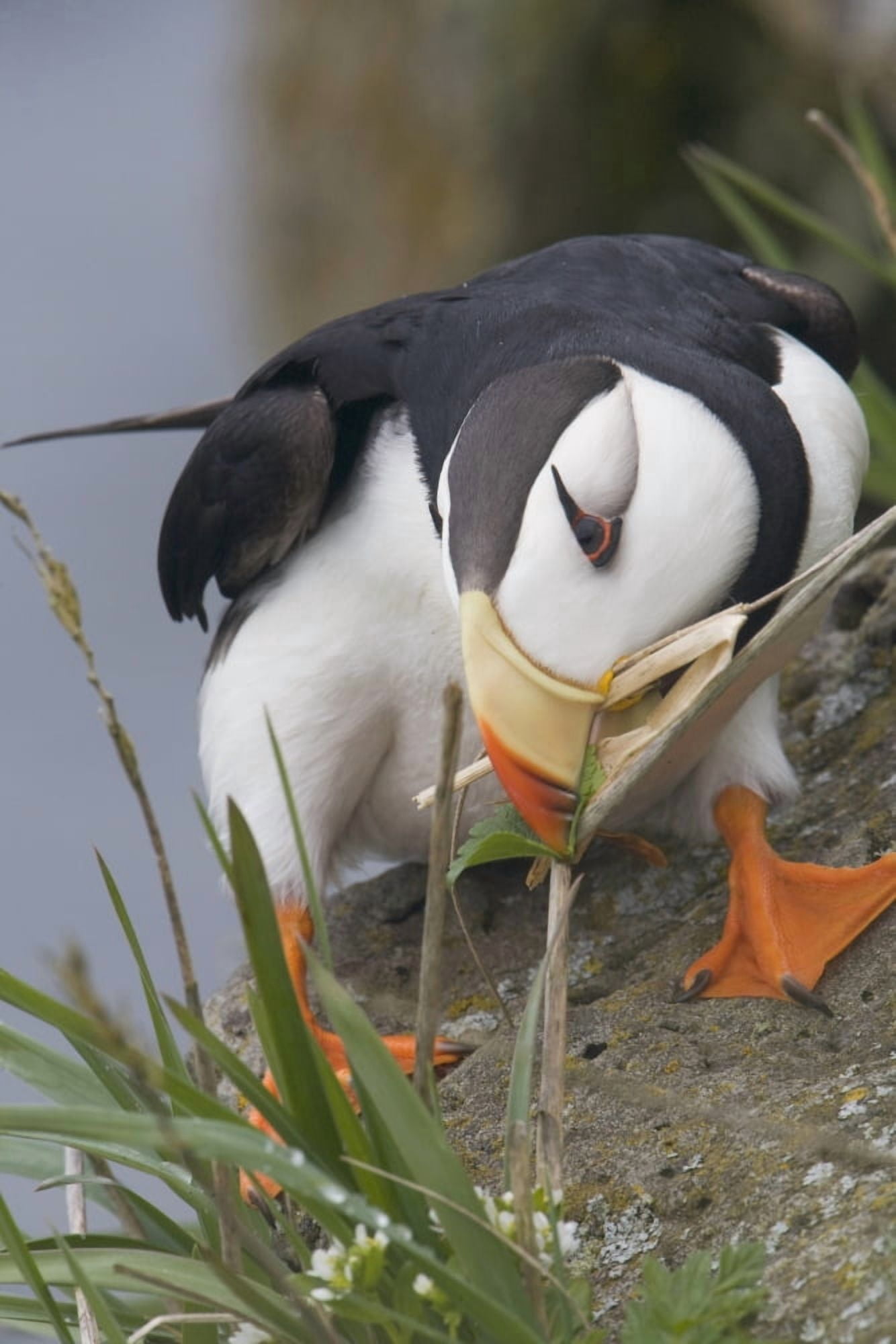 Posterazzi Horned Puffin Gathering Nest Material To Line Its Burrow Saint Paul Island Pribilof Islands Bering Sea Southwest Alaska Canvas Art - Milo Burcham Design Pics (24 x 38)