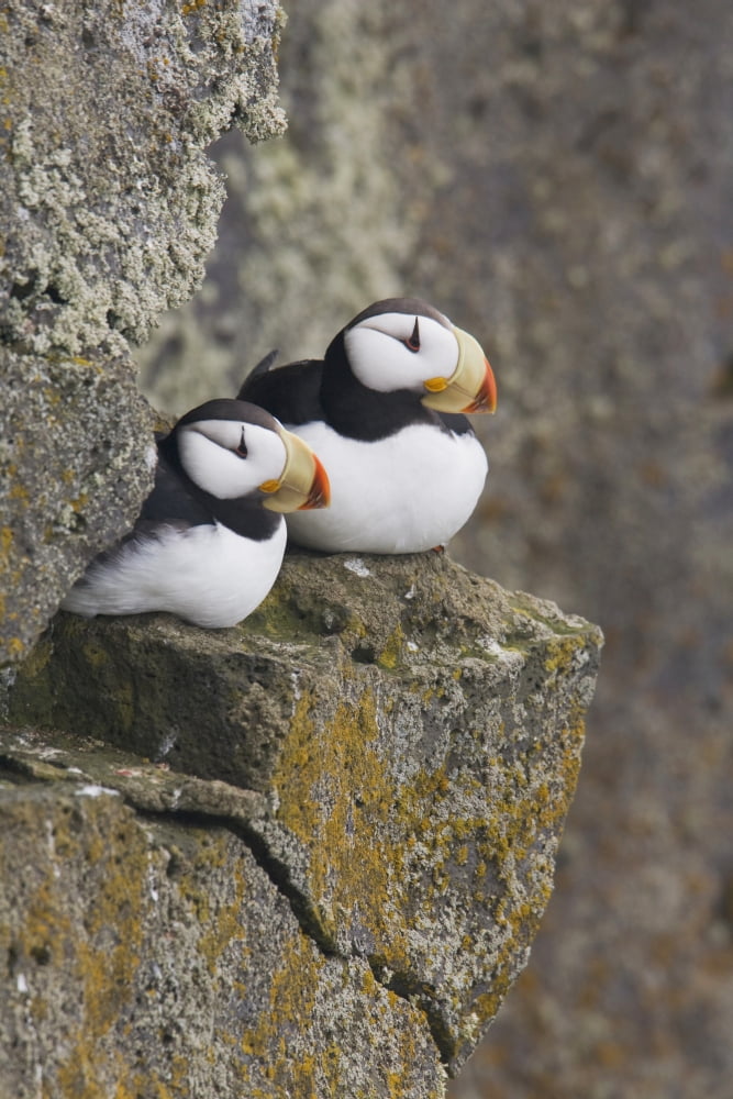 Posterazzi Horned Puffin Pair Perched On A Cliff Ledge During Summer Saint Paul Island Pribilof Islands Bering Sea Southwest Alaska Canvas Art - Milo Burcham  Design Pics (24 x 38)
