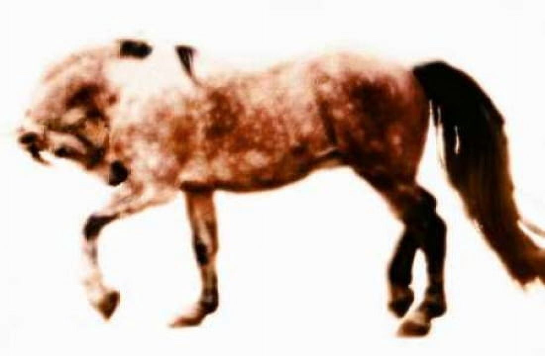 Posterazzi Horse 10 Canvas Art - Kate Hoffman (24 x 36)