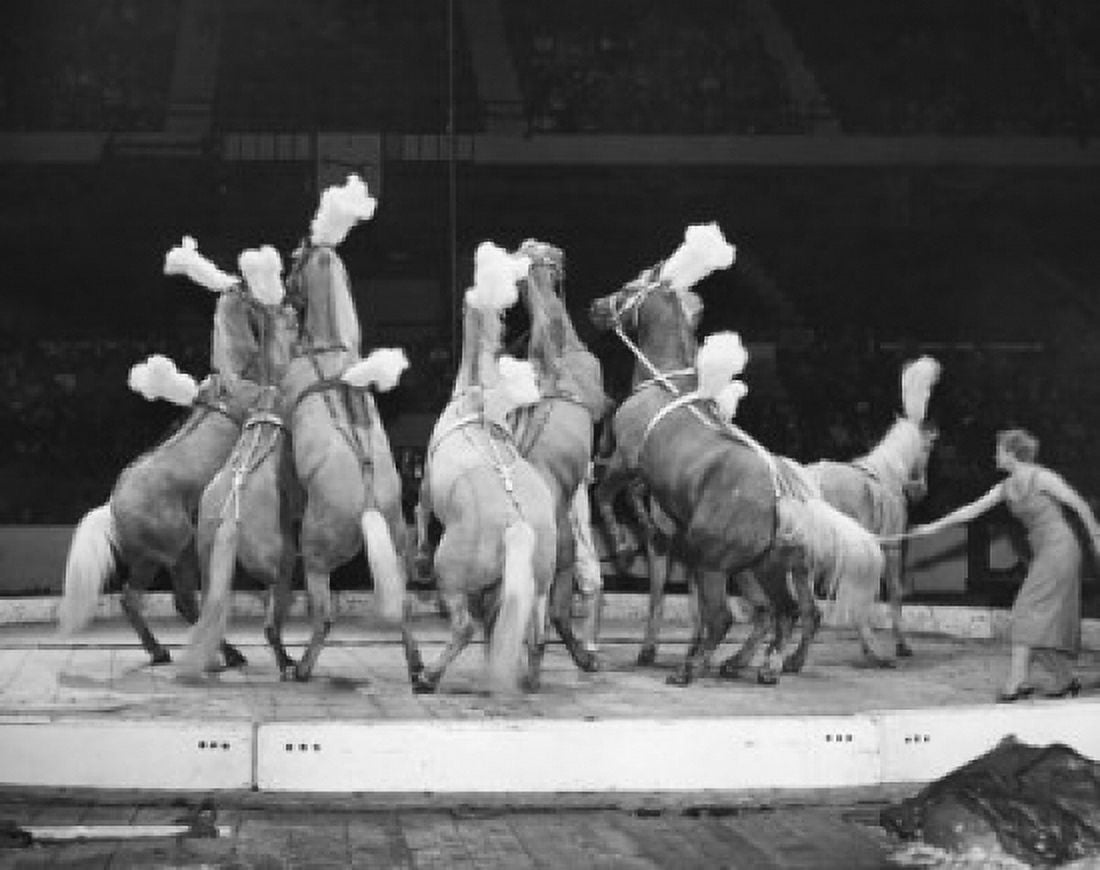 Posterazzi Horses performing in a circus Canvas Art - (24 x 36)