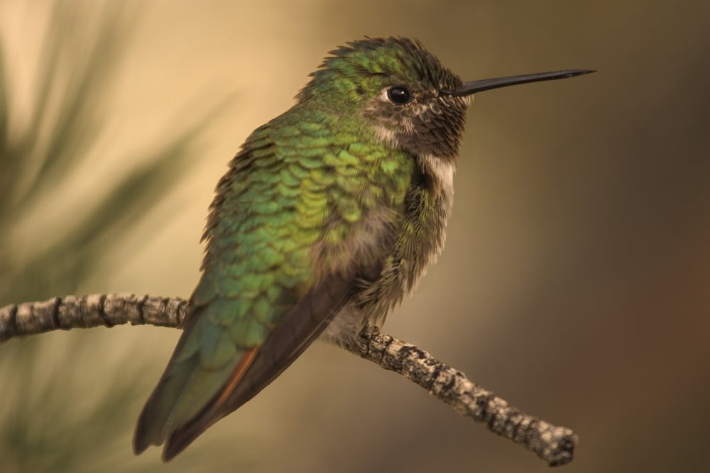 Posterazzi Humming Bird On Branch Canvas Art - Raven Regan Design Pics (34 x 22)