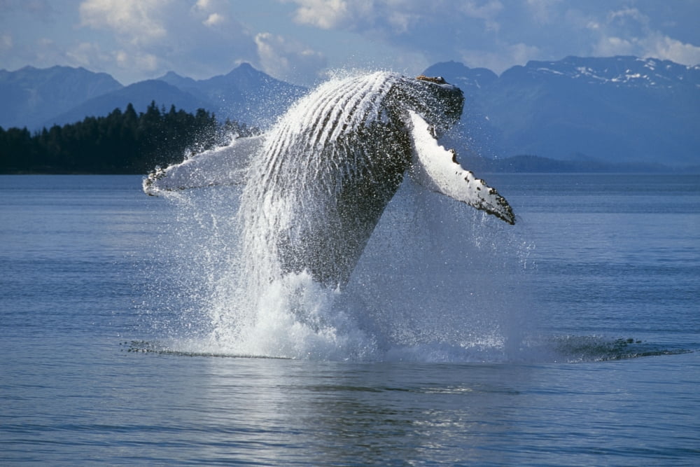 Posterazzi Humpback Whale Breaching Frederick Sound Se Ak Canvas Art - Tom Soucek Design Pics (34 x 22)