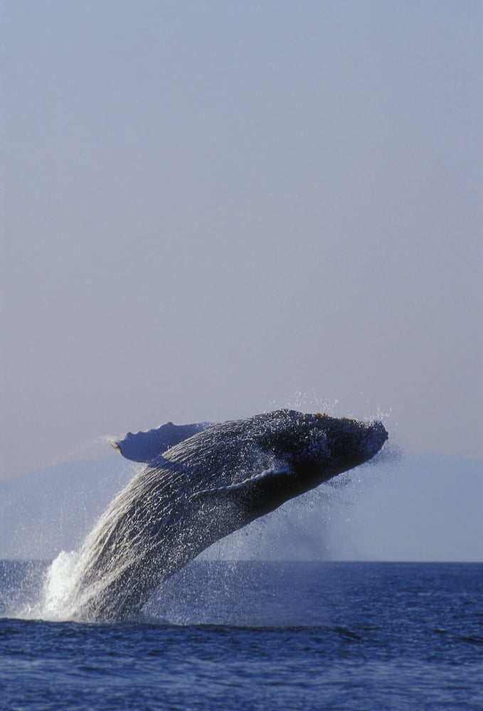 Posterazzi Humpback Whale Breaching In Inside Passage Se Ak Summer Backlit Canvas Art - John Hyde  Design Pics (22 x 34)
