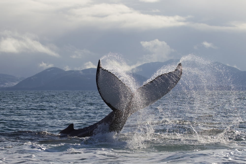 Posterazzi Humpback Whale Tail Slapping Surface Of Prince William Sound Southcentral Alaska Spring Canvas Art - Milo Burcham Design Pics (34 x 22)