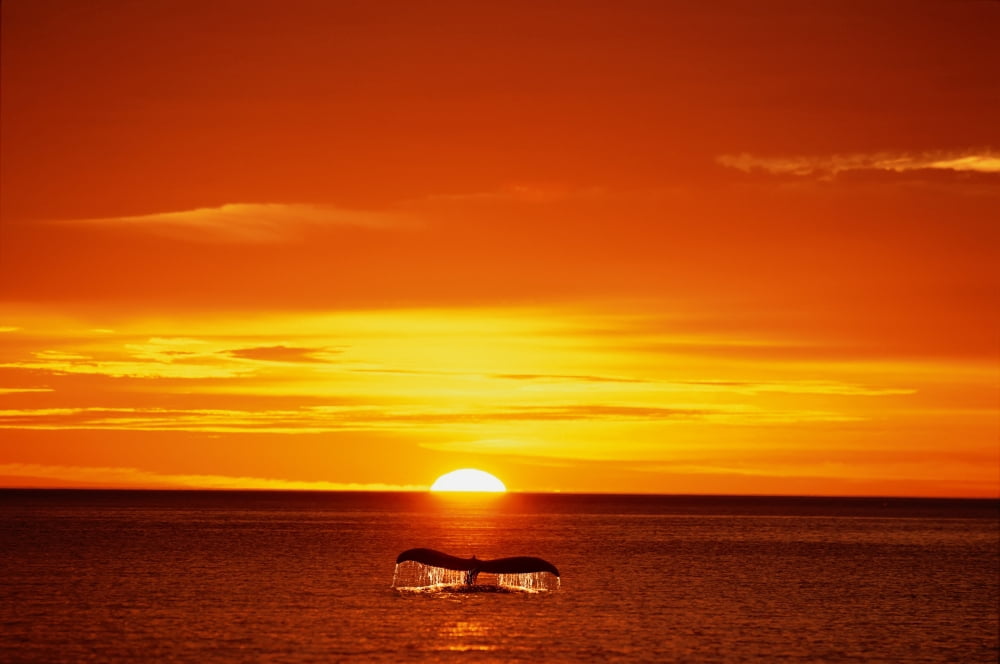 Posterazzi Humpback Whale Tail Sunset Se Composite Canvas Art - John Hyde Design Pics (38 x 24)