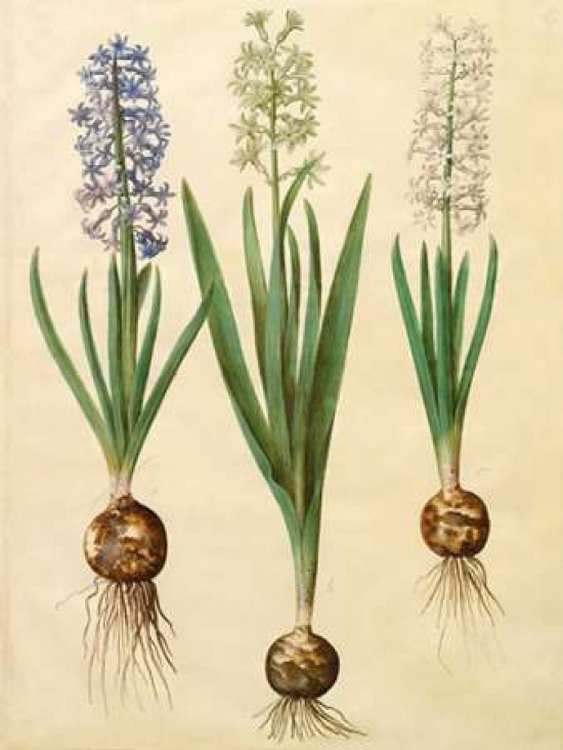 Posterazzi Hyacinthoides orientalis Canvas Art - Johannes S Holtzbecher (22 x 28)