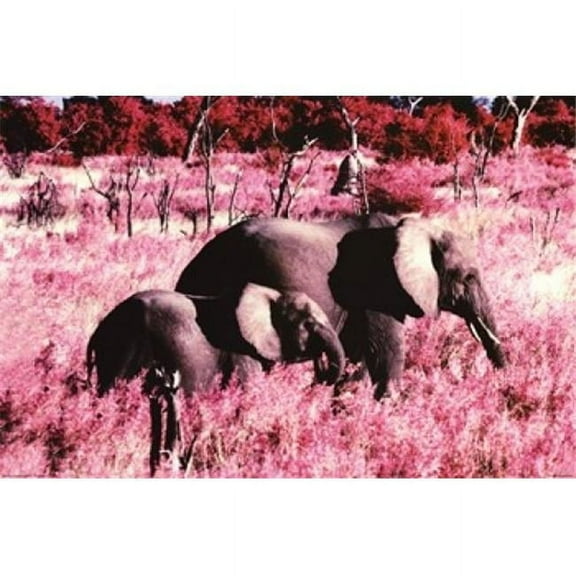 Posterazzi IMPST4892R Elephants - Standing Poster Print - 36 x 24 in.