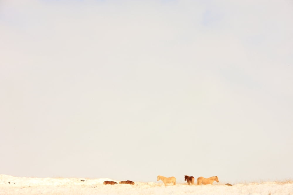 Posterazzi Icelandic Horses In Snow Covered Field Iceland Canvas Art - Robert Postma Design Pics (34 x 22)