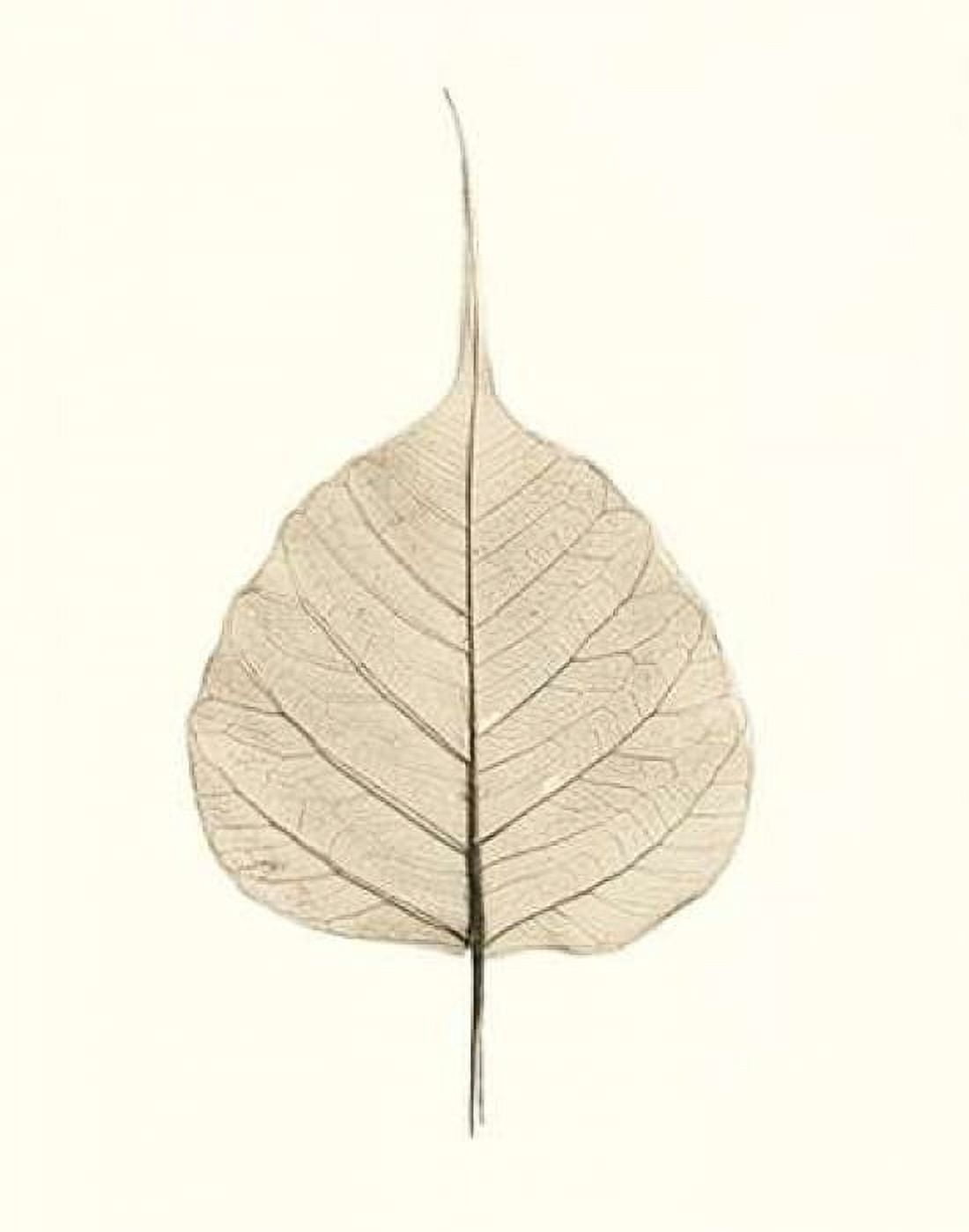 Posterazzi India Ficus Canvas Art - Alan Blaustein (22 x 28)