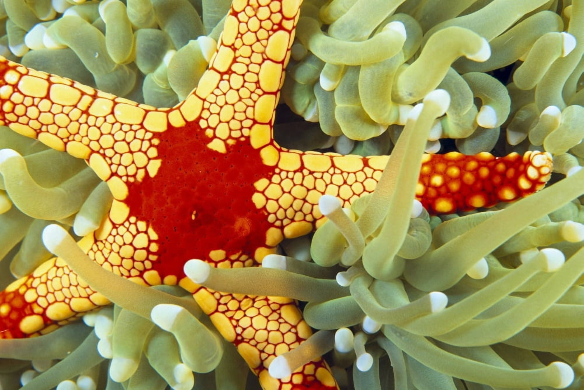 Posterazzi Indonesia Close-Up Of Red And Yellow Sea Star On Hard Coral Green With Whitetips Canvas Art - Dave Fleetham Design Pics (38 x 24)