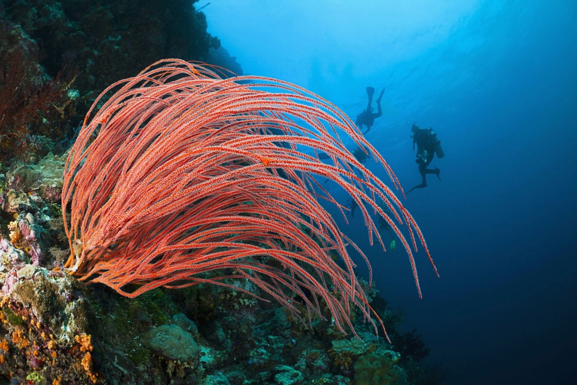 Posterazzi Indonesia Divers and whip coral (Ellisella ceratophyta) on ther reef Canvas Art - Dave Fleetham Design Pics (38 x 24)