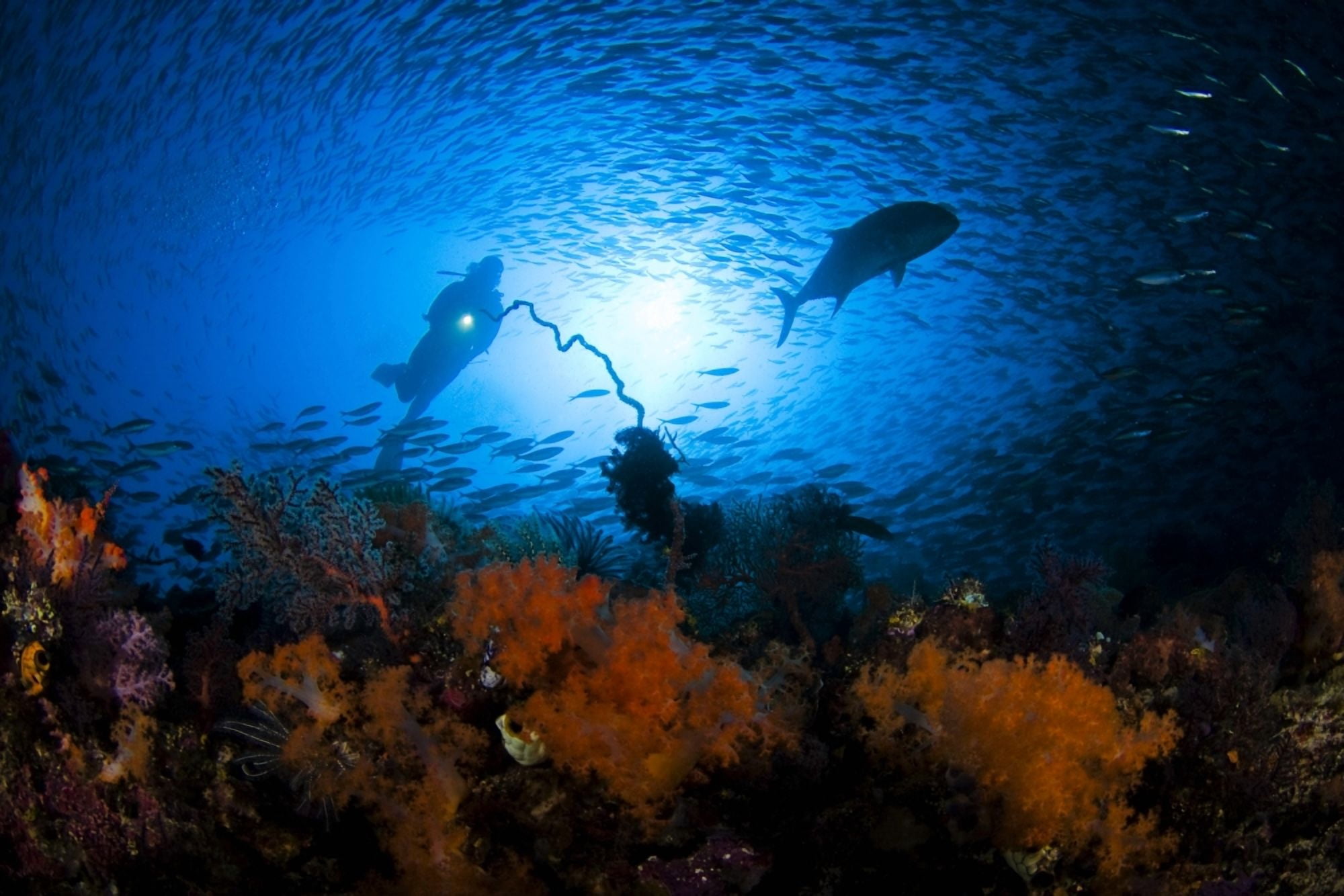Posterazzi Indonesia Silhouette of diver near reef Komodo Canvas Art - Dave Fleetham Design Pics (34 x 22)