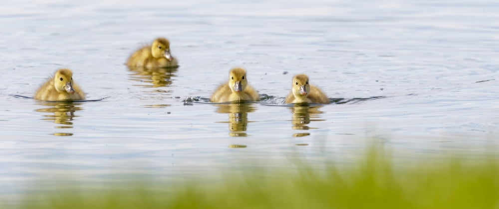 Posterazzi Inquisitive ducklings Baie-du-Febvre Quebec Canada Canvas Art - Dominic Marcoux Design Pics (42 x 18)
