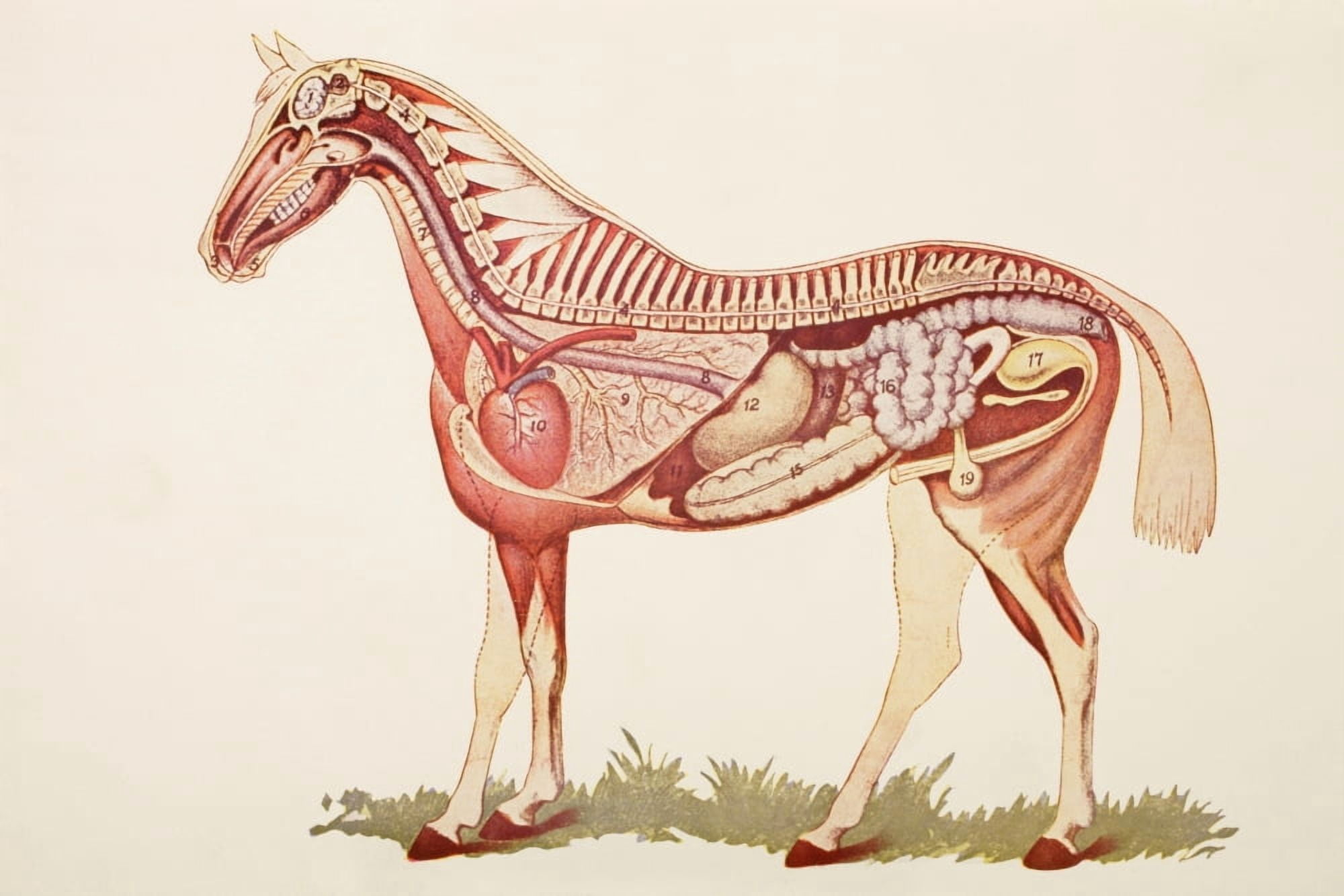 Posterazzi Internal Organs Of A Horse From Virtues Household Physician Published London 1924 Canvas Art - Ken Welsh Design Pics (36 x 24)