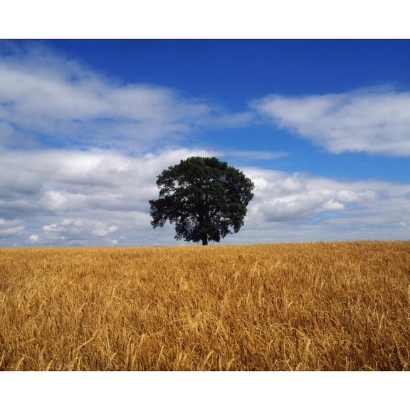 Posterazzi DPI1810150LARGE Ireland Barley Field with Oak Tree Poster Print by The Irish Image Collection, 32 x 26 - Large