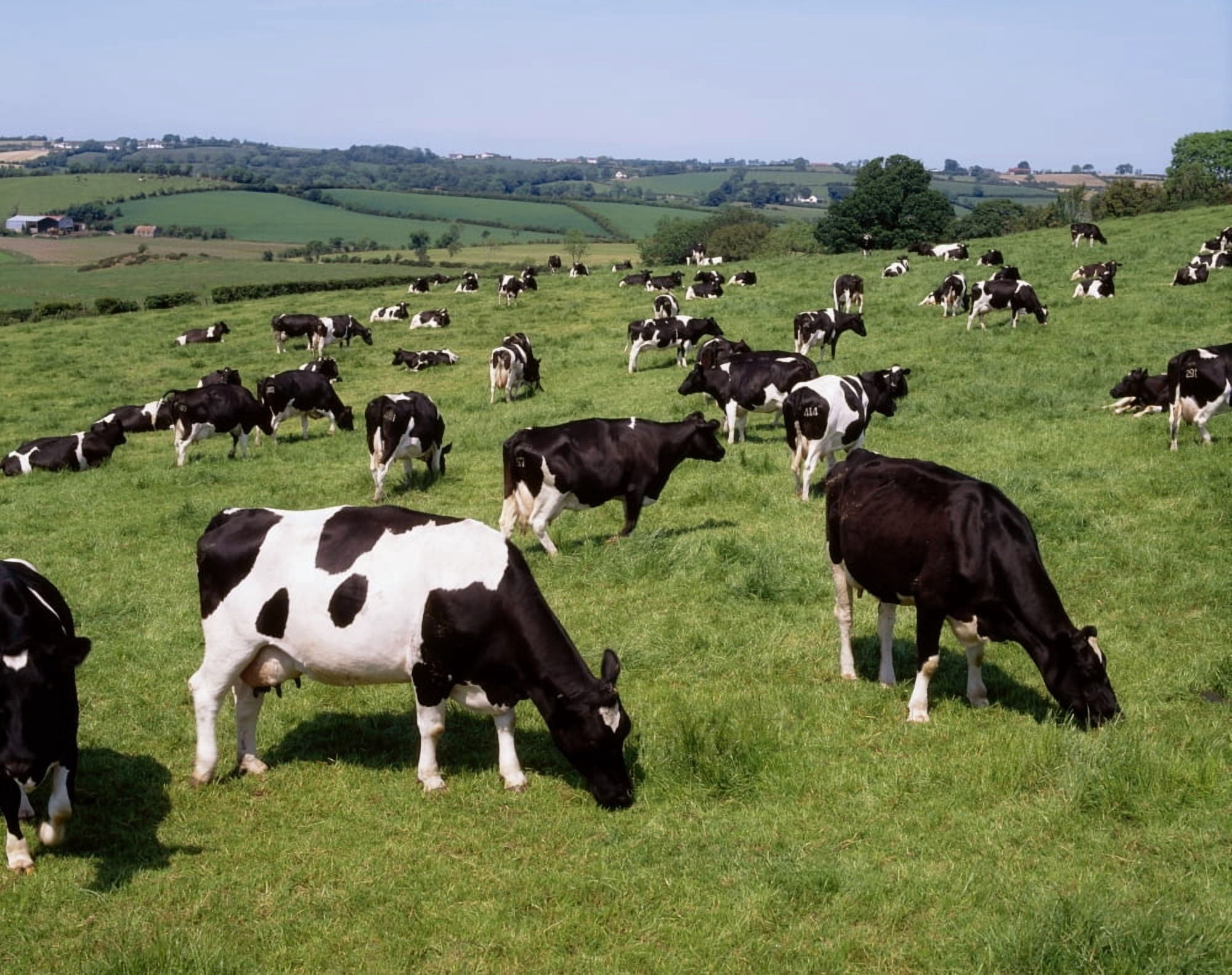 Posterazzi Ireland Friesian Cattle Canvas Art - The Irish Image Collection Design Pics (34 x 26)