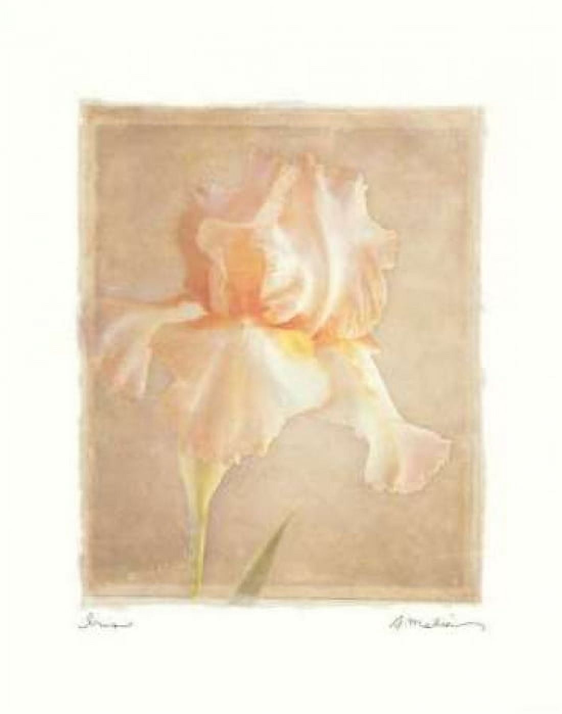Posterazzi Iris Canvas Art - Amy Melious (22 x 28)